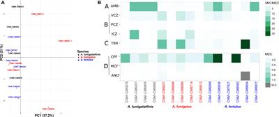 Genomic and Phenotypic Heterogeneity of Clinical Isolates of the Human Pathogens Aspergillus fumigatus, Aspergillus lentulus, and Aspergillus fumigatiaffinis